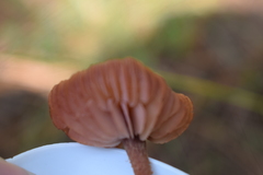 Laccaria squarrosa