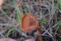 Laccaria squarrosa