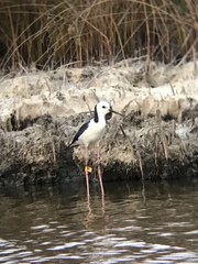 Himantopus leucocephalus