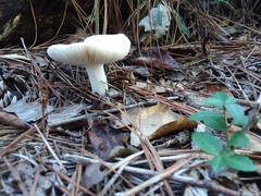 Amanita verna