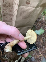 Suillus hirtellus