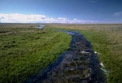 Oxytropis maydelliana