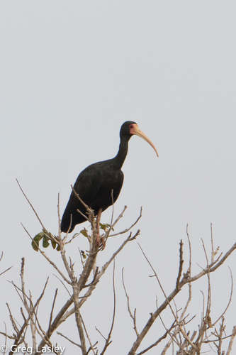 Bare-faced Ibis