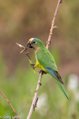Eupsittula aurea