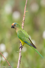 Eupsittula aurea