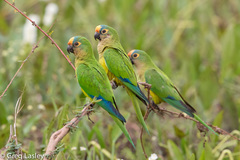 Eupsittula aurea
