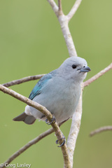 Sayaca Tanager photo 5