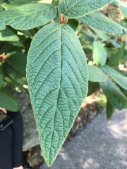 Viburnum rhytidophyllum