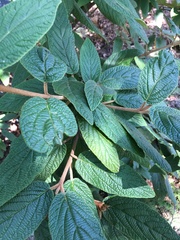 Viburnum rhytidophyllum