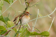Schoeniophylax phryganophilus