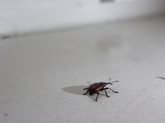 Rhynchitinae