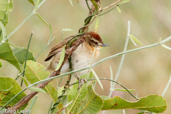 Schoeniophylax phryganophilus