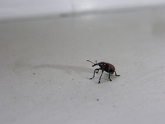 Rhynchitinae