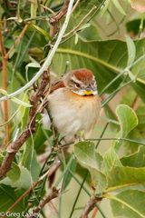 Schoeniophylax phryganophilus
