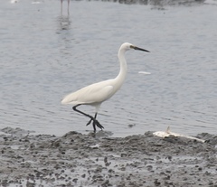 Egretta garzetta