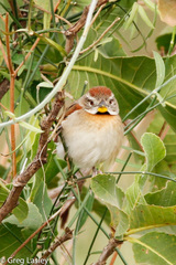 Schoeniophylax phryganophilus