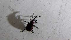 Rhynchitinae