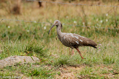 Theristicus caerulescens