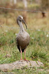 Theristicus caerulescens