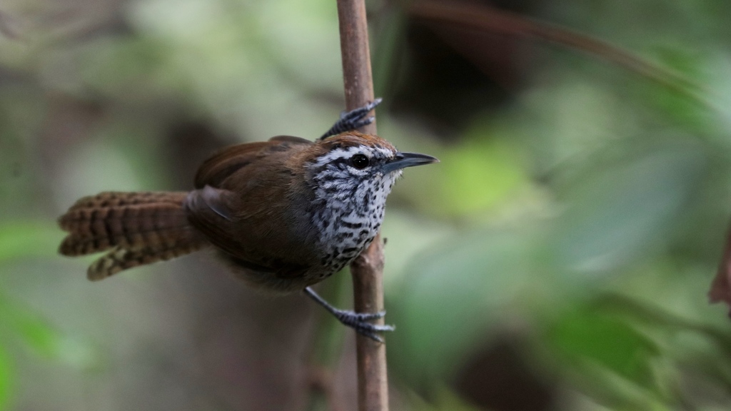 Spot-Breasted Wren