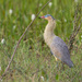 Whistling Heron - Photo (c) Greg Lasley, some rights reserved (CC BY-NC)