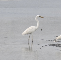 Ardea alba