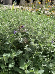 Apis mellifera
