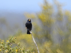Rhopospina carbonaria