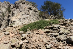 Juniperus communis hemisphaerica