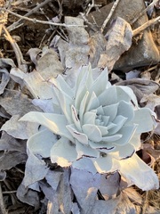 Dudleya anthonyi