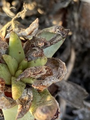 Dudleya cultrata