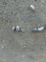 Armadillidium nasatum