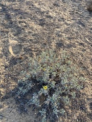 Helianthus niveus