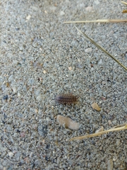 Armadillidium nasatum