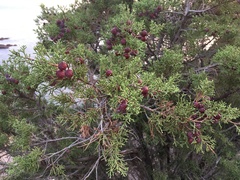 Juniperus turbinata