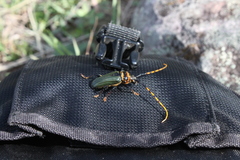 Retrachydes thoracicus