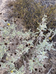 Helianthus niveus