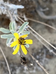 Helianthus niveus