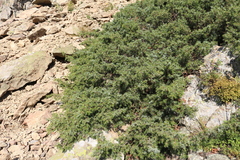 Juniperus communis hemisphaerica