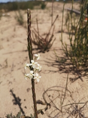 Struthiola myrsinites