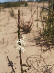 Struthiola myrsinites