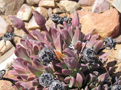 Machairophyllum bijliae