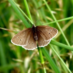 Aphantopus hyperantus