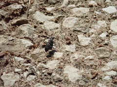 Cicindela ocellata rectilatera