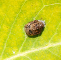Harmonia axyridis