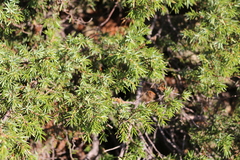 Juniperus communis hemisphaerica