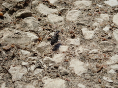 Cicindela ocellata rectilatera