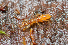 Gamostolus subantarcticus
