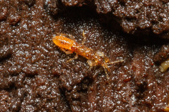 Gamostolus subantarcticus