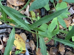 Hieracium tridentatum